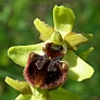 Ophrys sphegodes. Foto: J. Kuèera