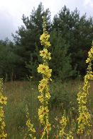 045_Verbascum